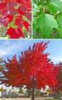 Ref. # MTG   50 Red Maple Starter Seedlings 